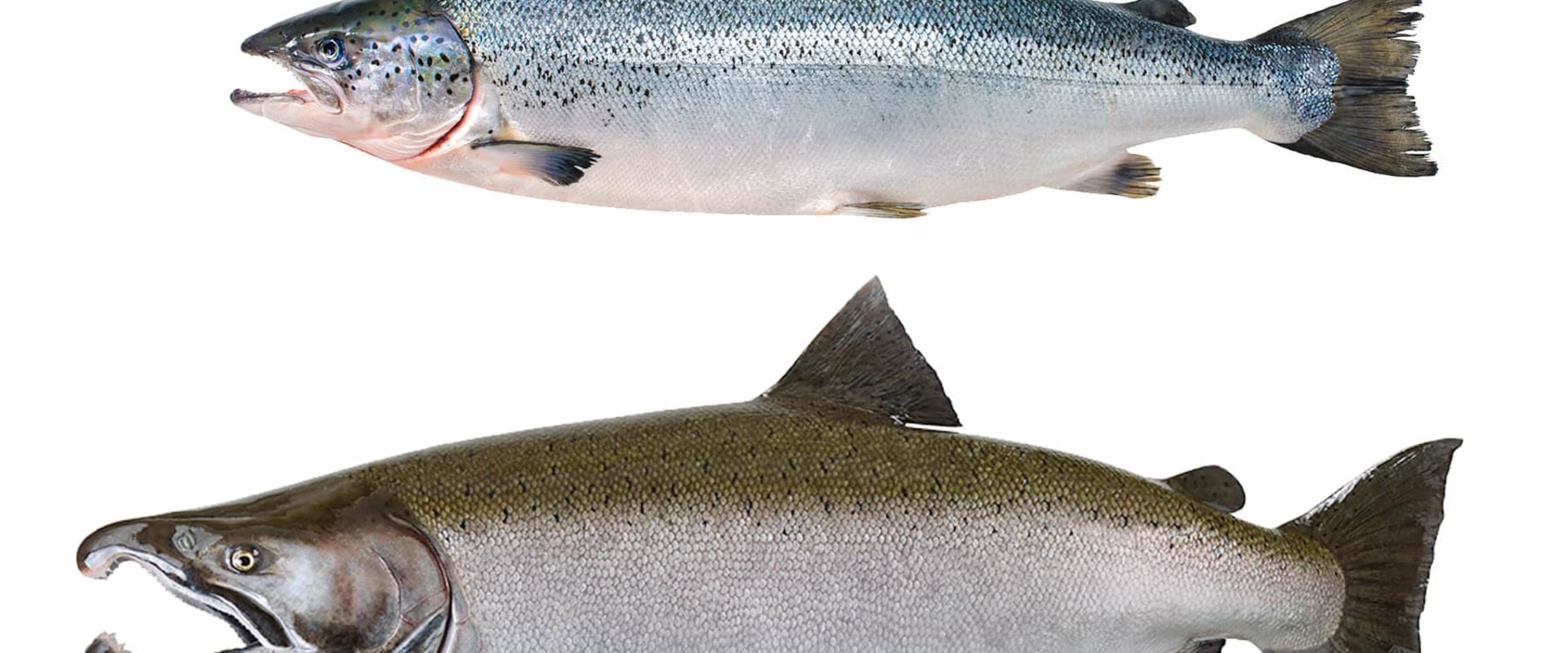 The Differences Between Types of Salmon