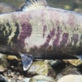 Maturing Salmon: How Long Does It Take?