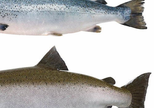 The Differences Between Atlantic and Pacific Salmon