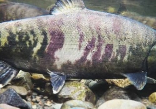 Maturing Salmon: How Long Does It Take?