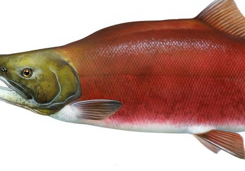 The Average Lifespan of a Salmon